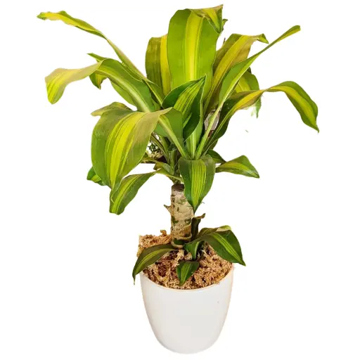 Planta massangeana tronco M14